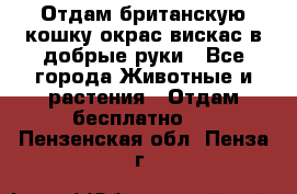 Отдам британскую кошку окрас вискас в добрые руки - Все города Животные и растения » Отдам бесплатно   . Пензенская обл.,Пенза г.